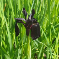 Iris chrysographes black-flowered
